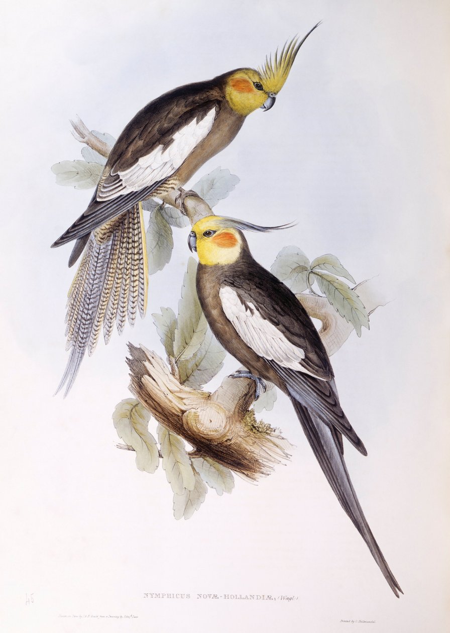 Cockatiel (Nymphicus hollandicus), John Gould metszete alkotó: John Gould