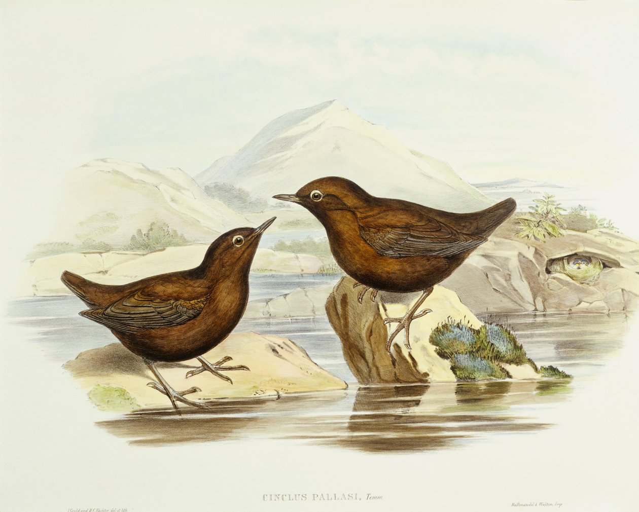 Galléros veréb (Accipiter cirrocephalus), John Gould metszet alkotó: John Gould