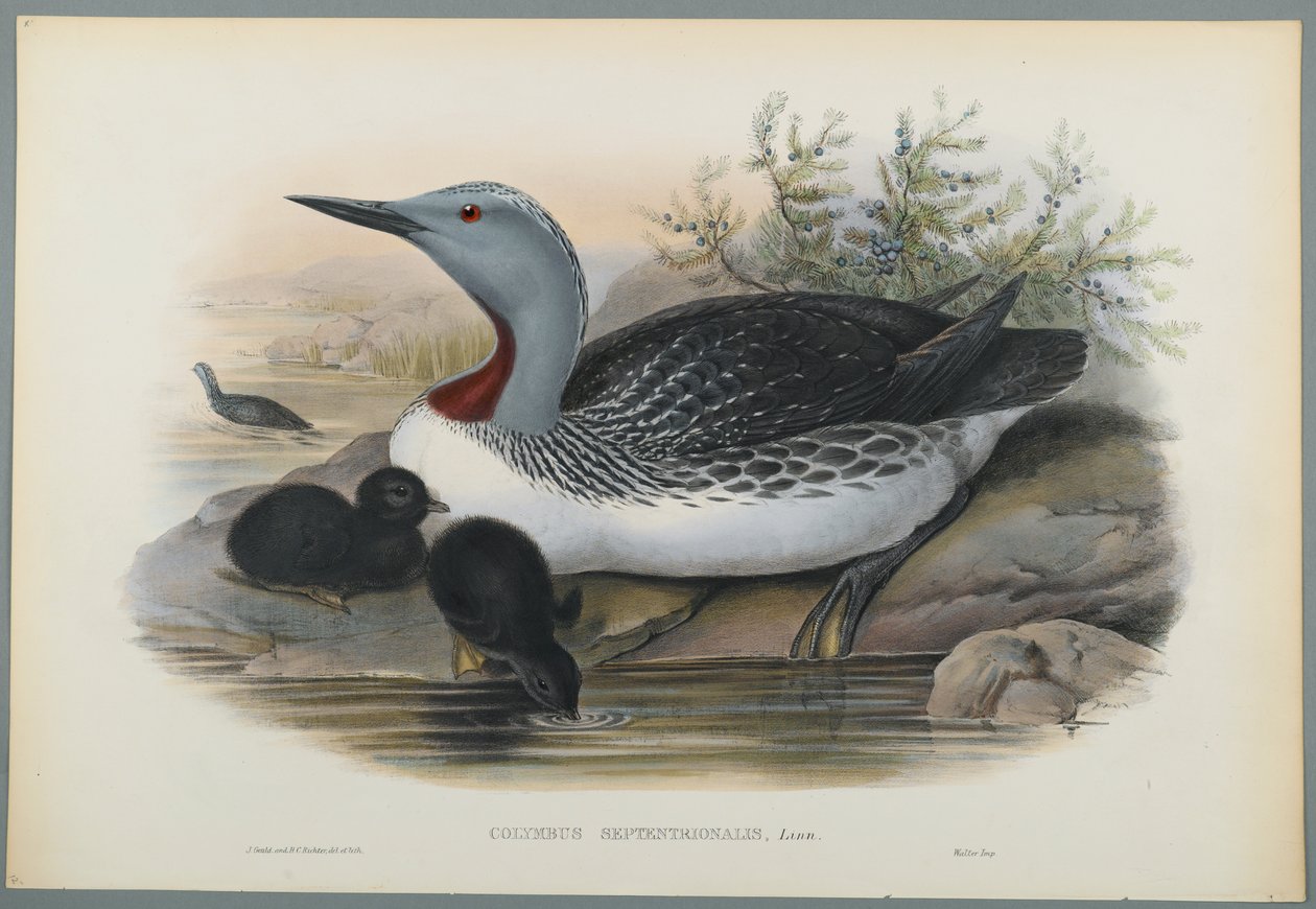 Colymbus Septentrionalis: Vöröstorkú búvár (színes lito szőtt papíron) alkotó: John Gould