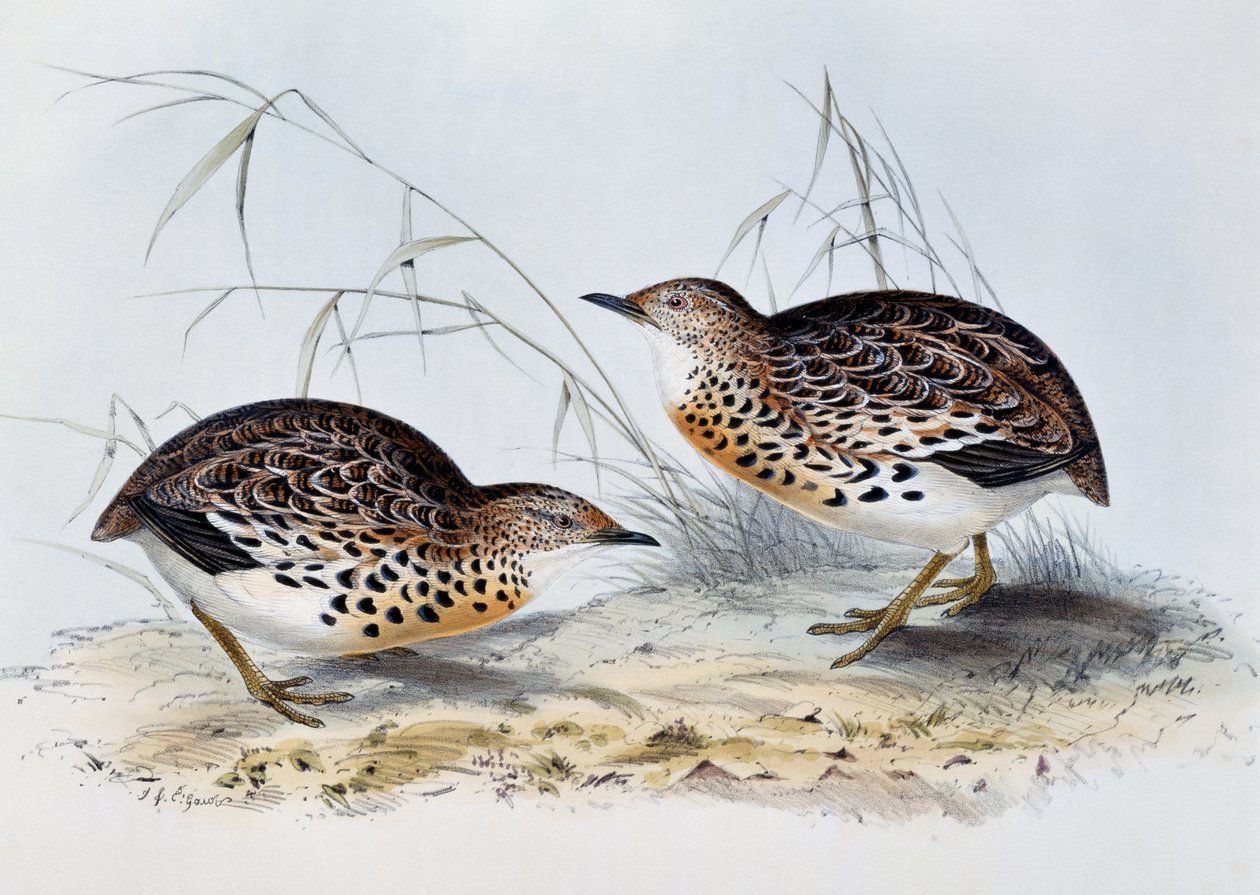 Közönséges gombfürj (Turnix sylvatica), metszet az Európa madaraiból, John Gould (1804-1881) alkotó: John Gould
