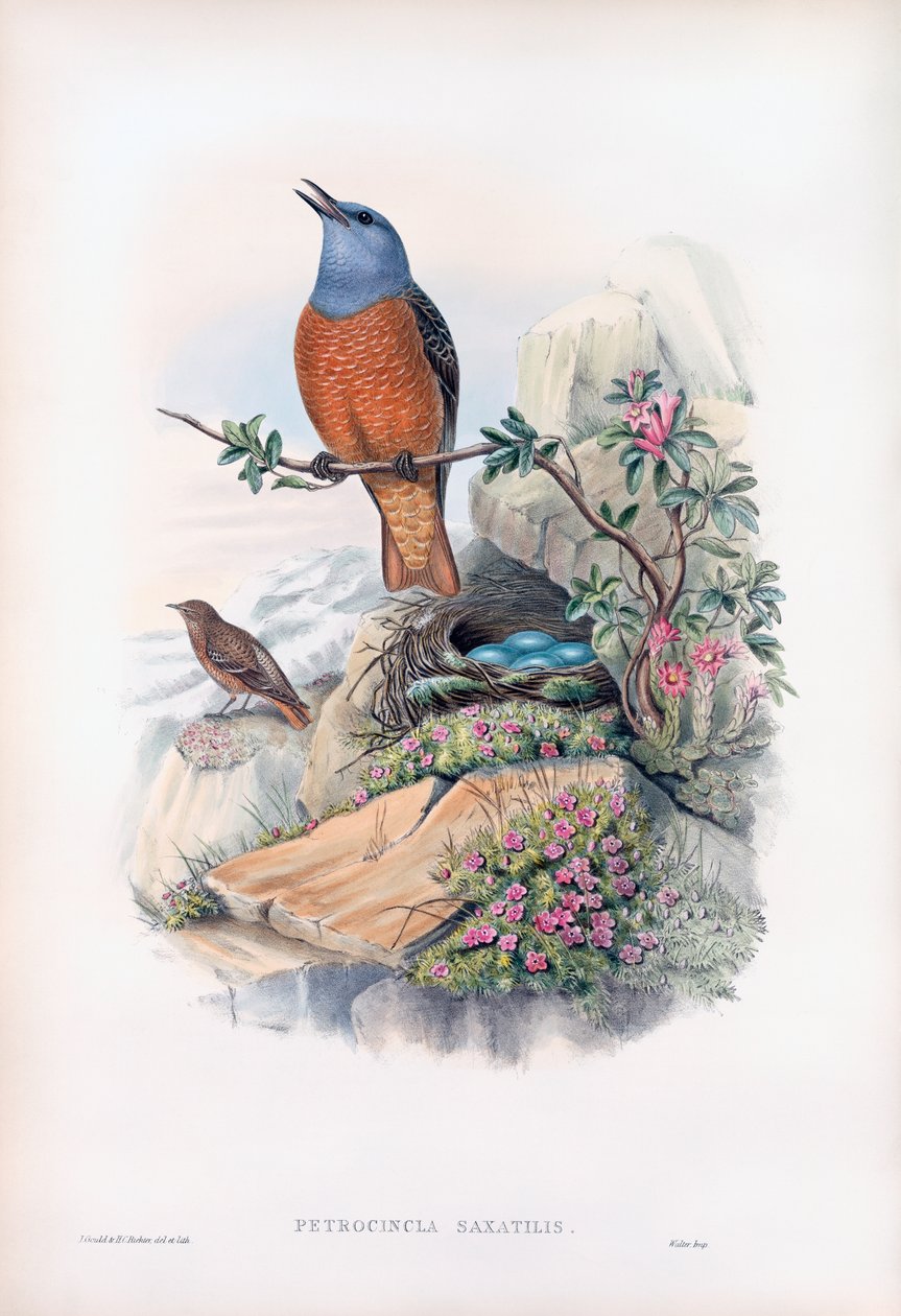 Közönséges sziklarigó alkotó: John Gould