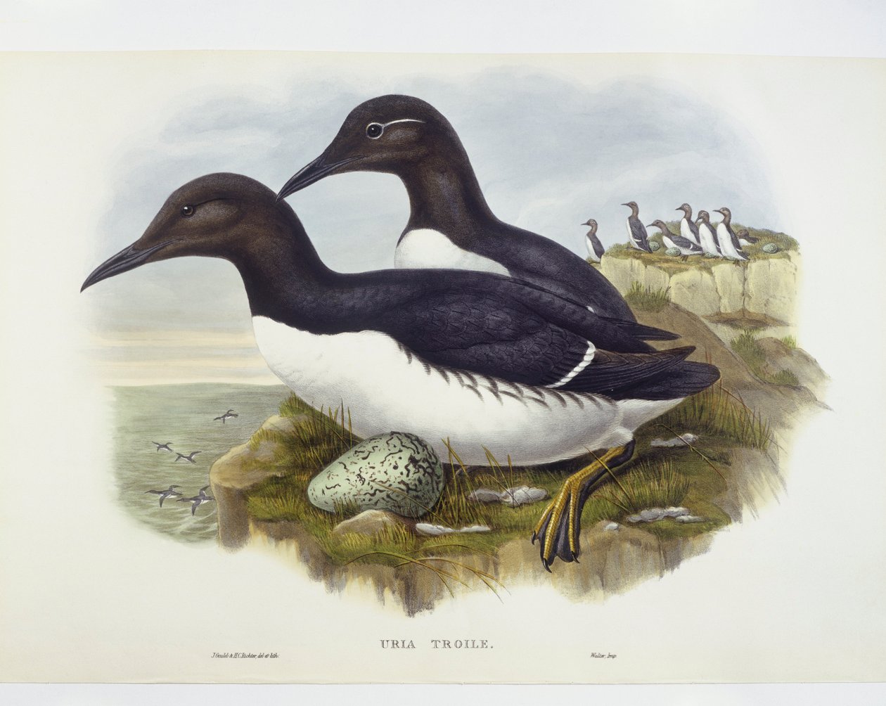 Common murre (Uria aalge), metszet: John Gould, William Hart, H C Richter alkotó: John Gould
