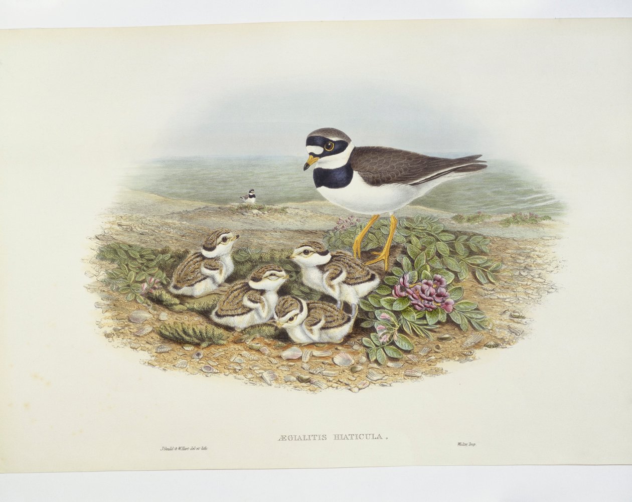 Gyűrűs rétihéja (Charadrius hiaticula), illusztráció alkotó: John Gould