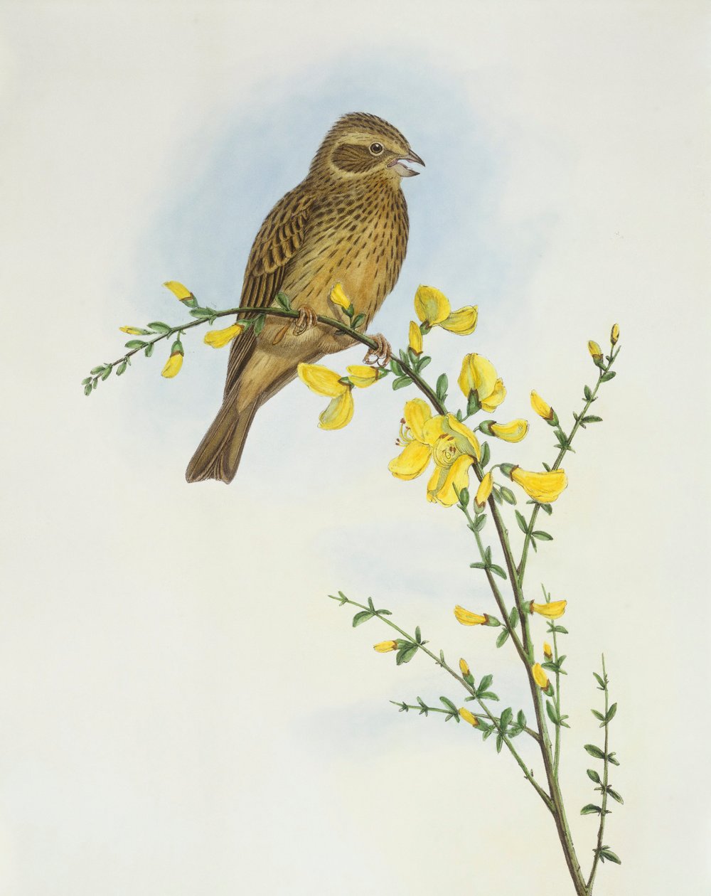 Kukoricasármány (Miliaria o Emberiza calandra), John Gould metszete alkotó: John Gould