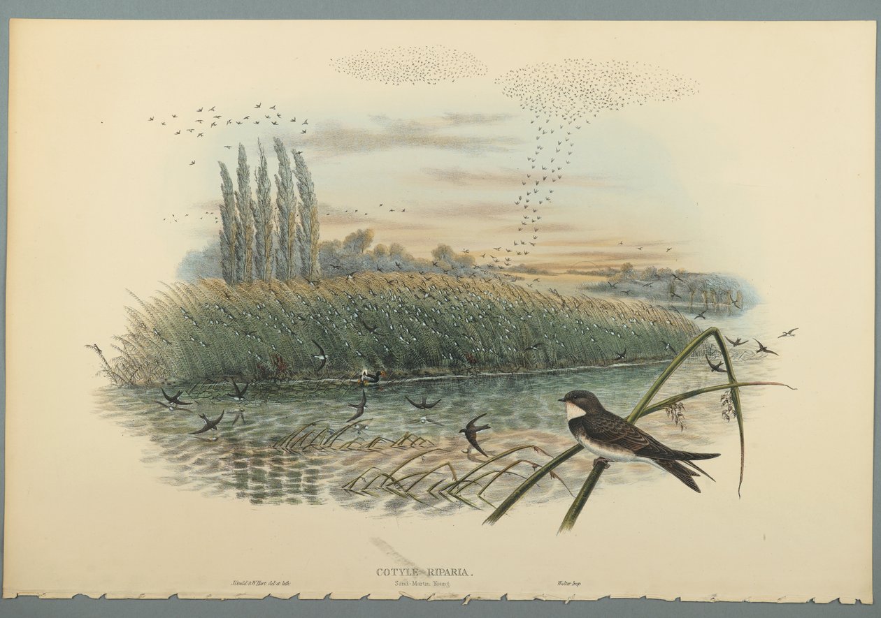 Cotyle Riparia (színes lito szőtt papíron) alkotó: John Gould