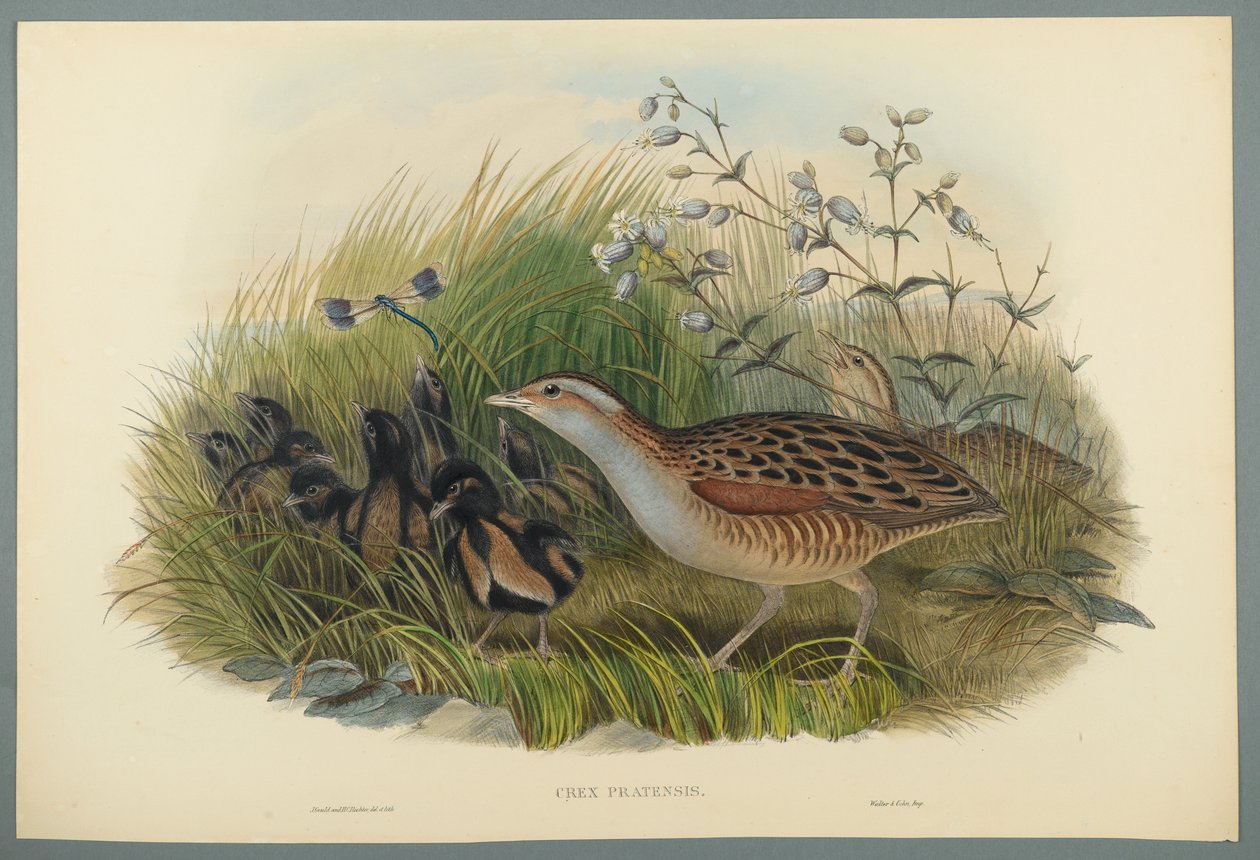 Crex Pratensis - szárazföldi vasút vagy kukoricadaru (színes lito szőtt papíron) alkotó: John Gould