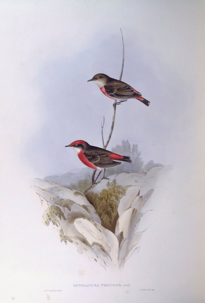 Bíbor chat (Epthianura tricolour), John Gould metszet alkotó: John Gould