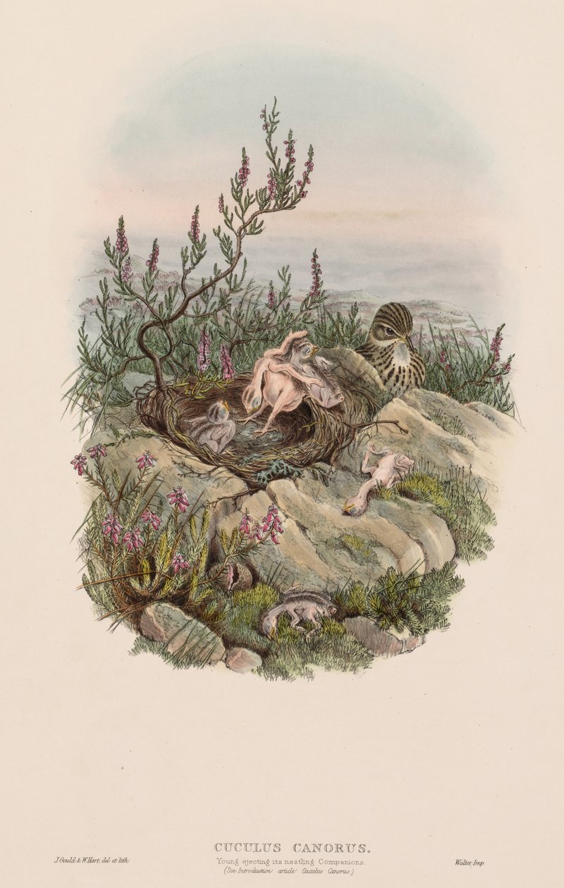 Az éneklő kakukk alkotó: John Gould