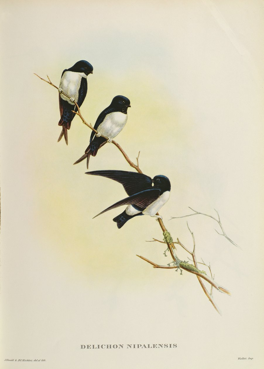 Delichon nipalensis, a „Madarak évszázada a Himalája hegységből”, 1830-32 alkotó: John Gould