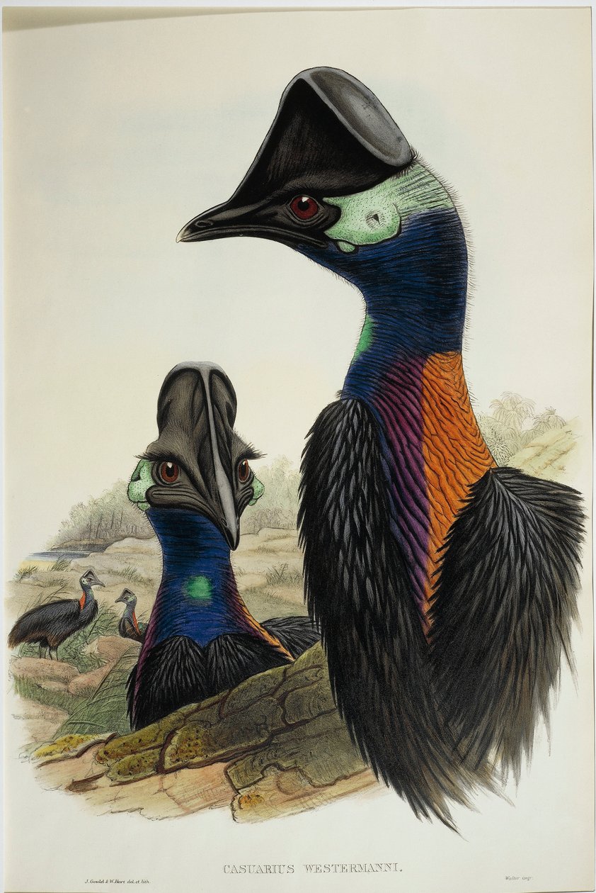 Törpe Cassowary Casuarius bennetti, metszet alkotó: John Gould