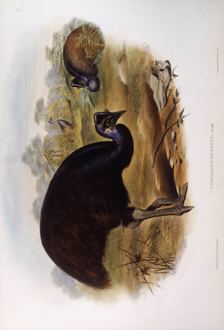 Törpe kazuár (Casuarius bennetti), John Gould metszete alkotó: John Gould