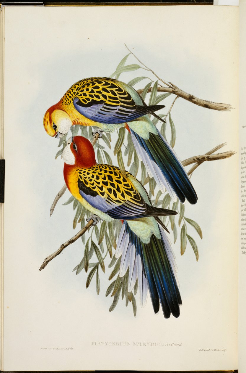 Eastern Rosella, "The Birds of Australia", első kiadás, 1840-69 között alkotó: John Gould