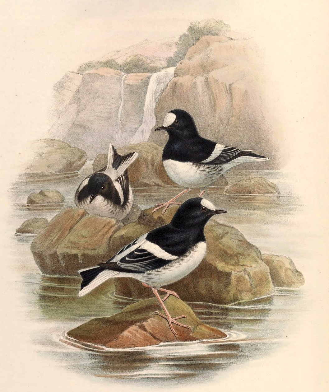 Enicurus scouleri alkotó: John Gould