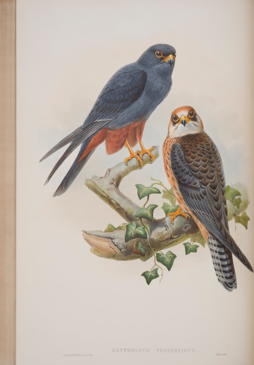 Erythropus Vespertinus, tányér a The Birds of Great Britain-ből, John Gouldtól, 1862-73 között (kézzel színezett litó) alkotó: John Gould