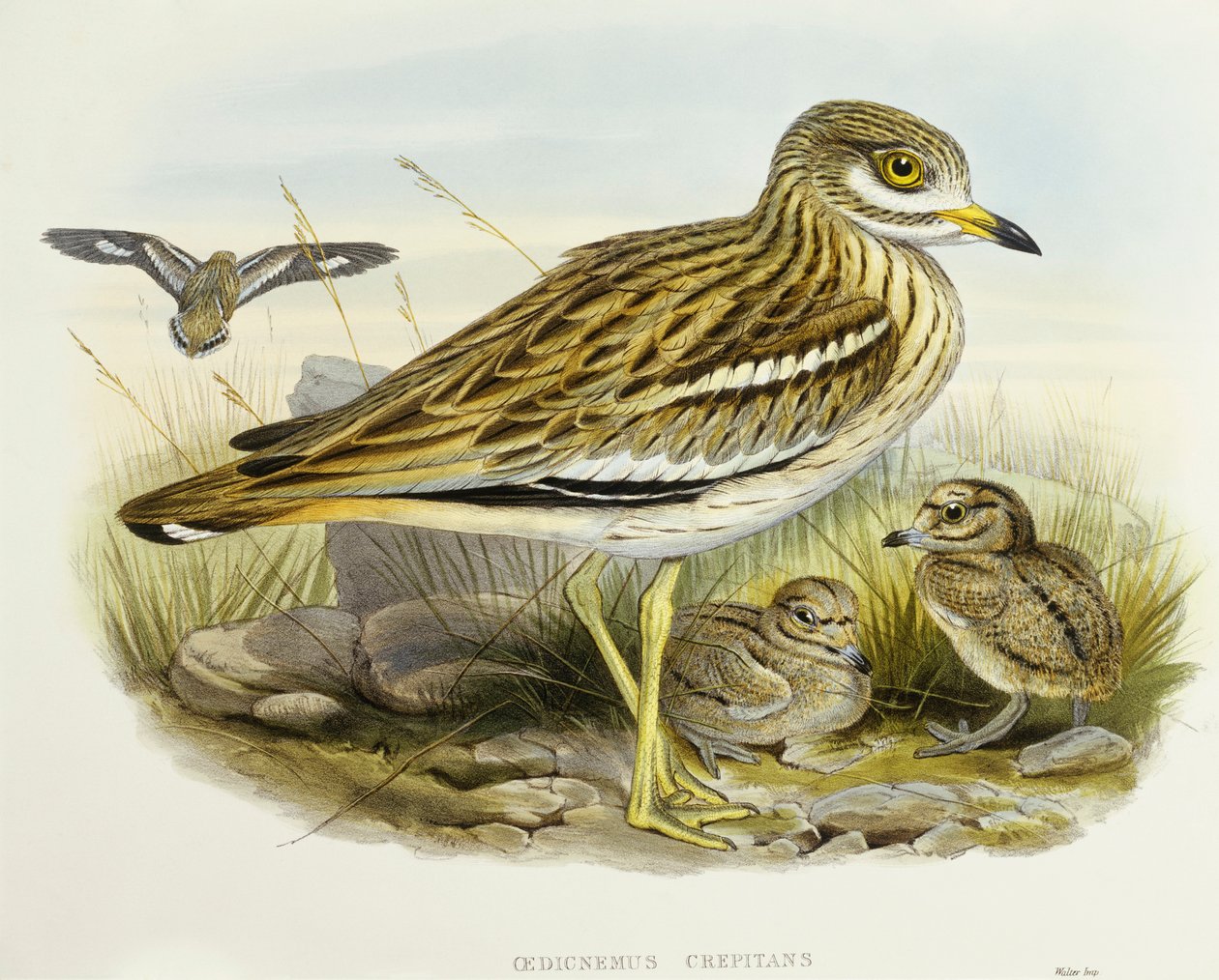 Eurázsiai vastag térd (Burhinus oedicnemus), John Gould metszet alkotó: John Gould