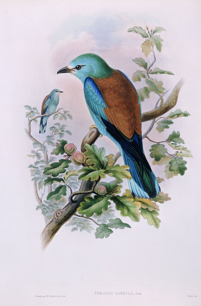 Európai Roller; Coracias Garrula, 1862-1873 alkotó: John Gould