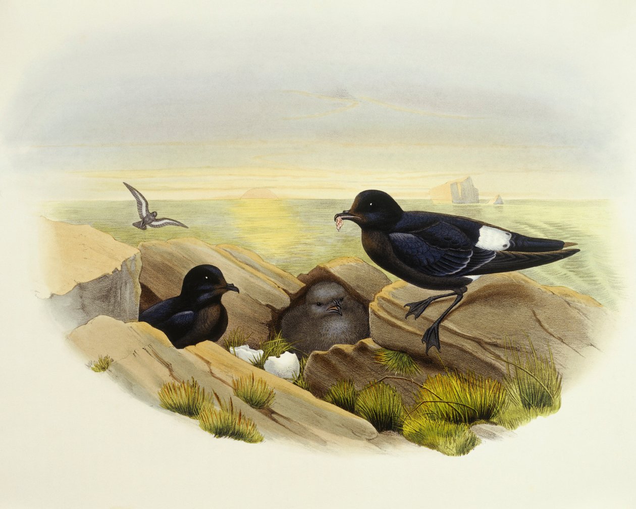 Európai viharpehely (Hydrobates pelagicus), John Gould metszete alkotó: John Gould