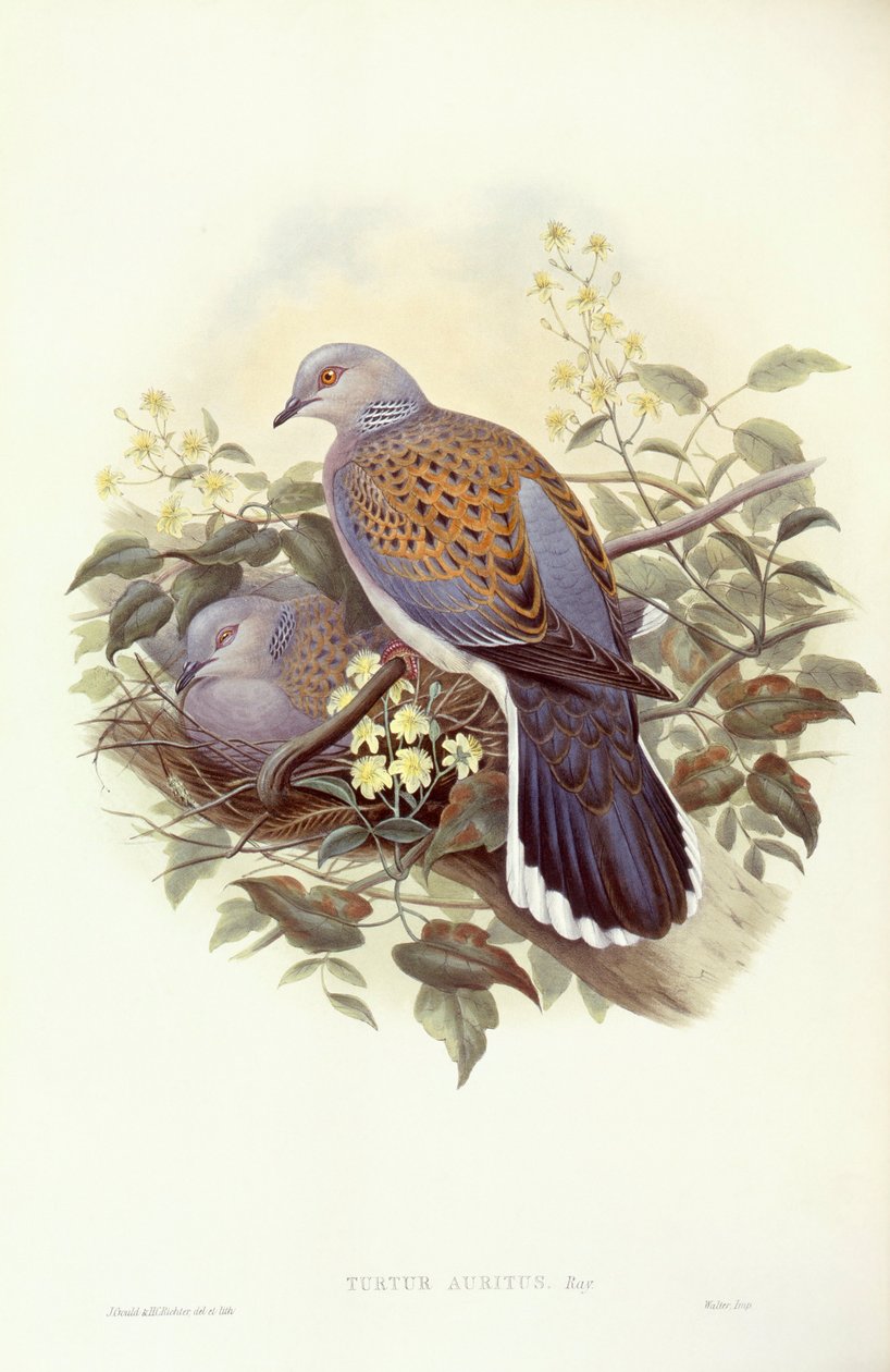 Európai teknősgalamb (Streptopelia turtur), John Gould metszete alkotó: John Gould