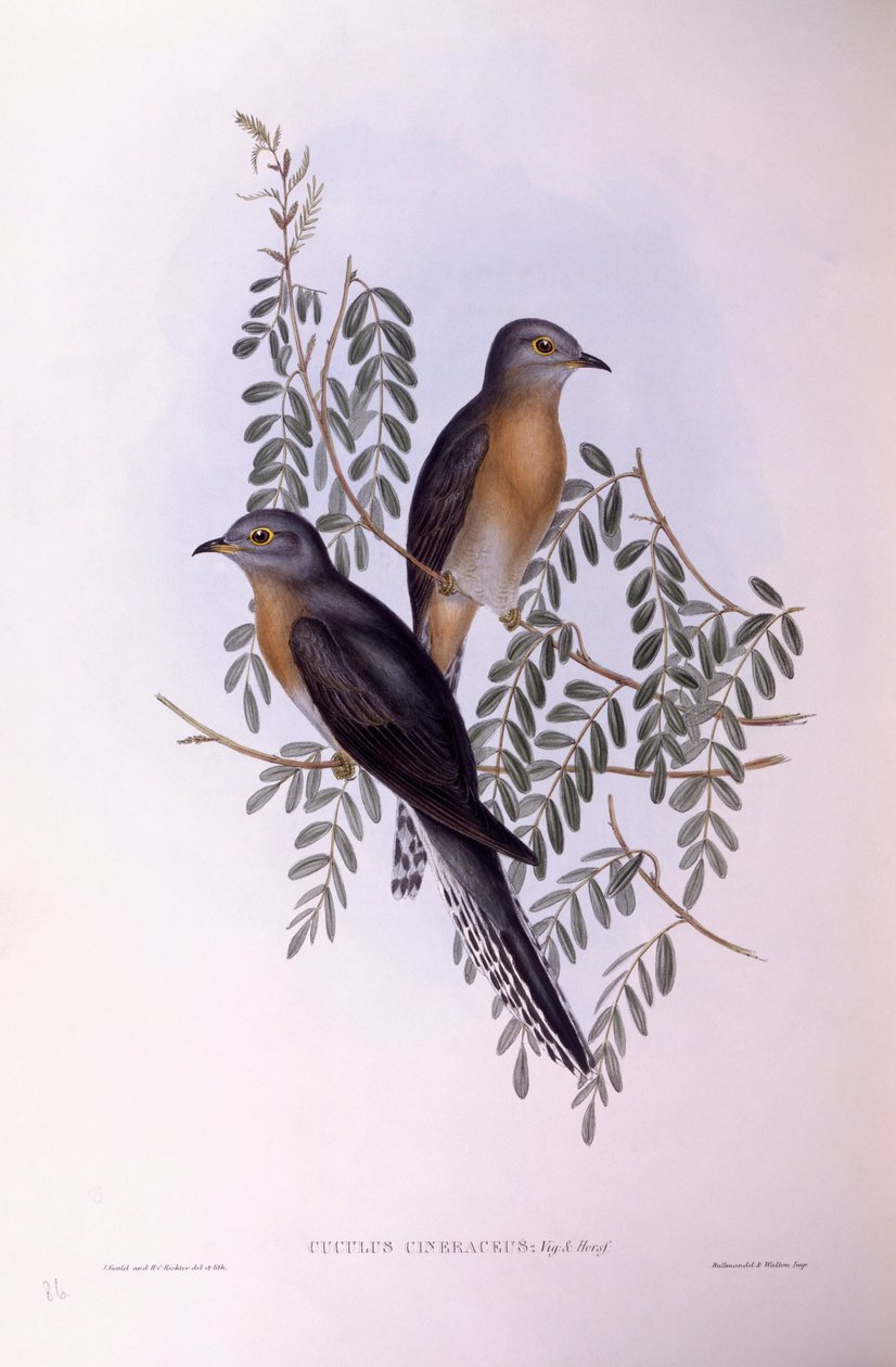 Legyezőfarkú kakukk (Cacomantis flabelliformis), John Gould metszete alkotó: John Gould