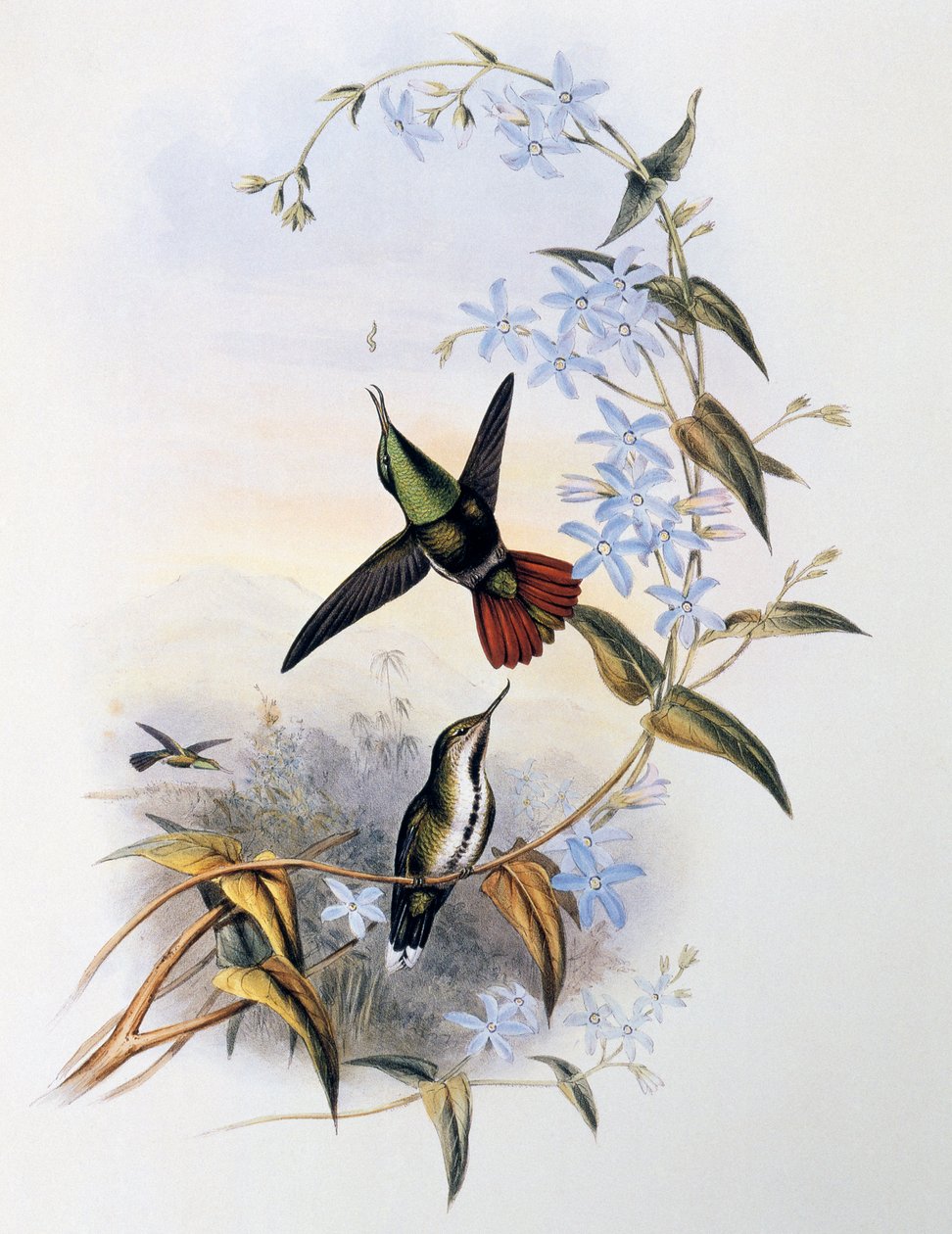 Tüzesfarkú macskacsőr (Avocettula recurvirostris) alkotó: John Gould