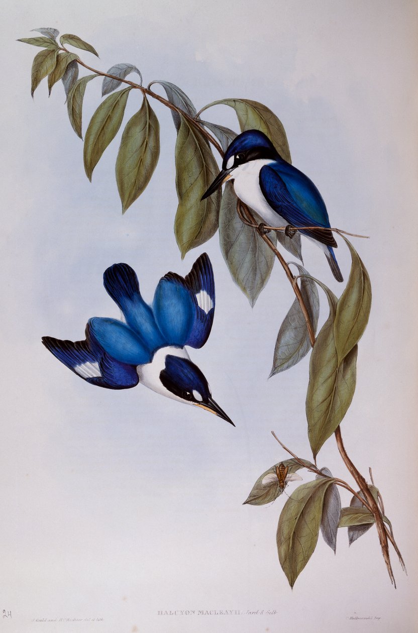 Erdei jégmadár (Halcyon Macleay), metszet a Birds of Australia-ból alkotó: John Gould