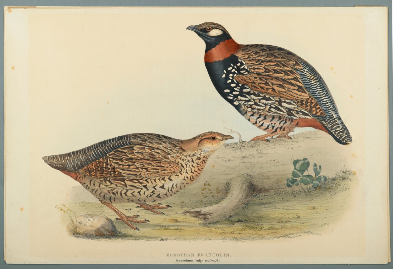 Francolinus Vulgaris (Briss): európai frankolin (színes litho szőtt papíron) alkotó: John Gould