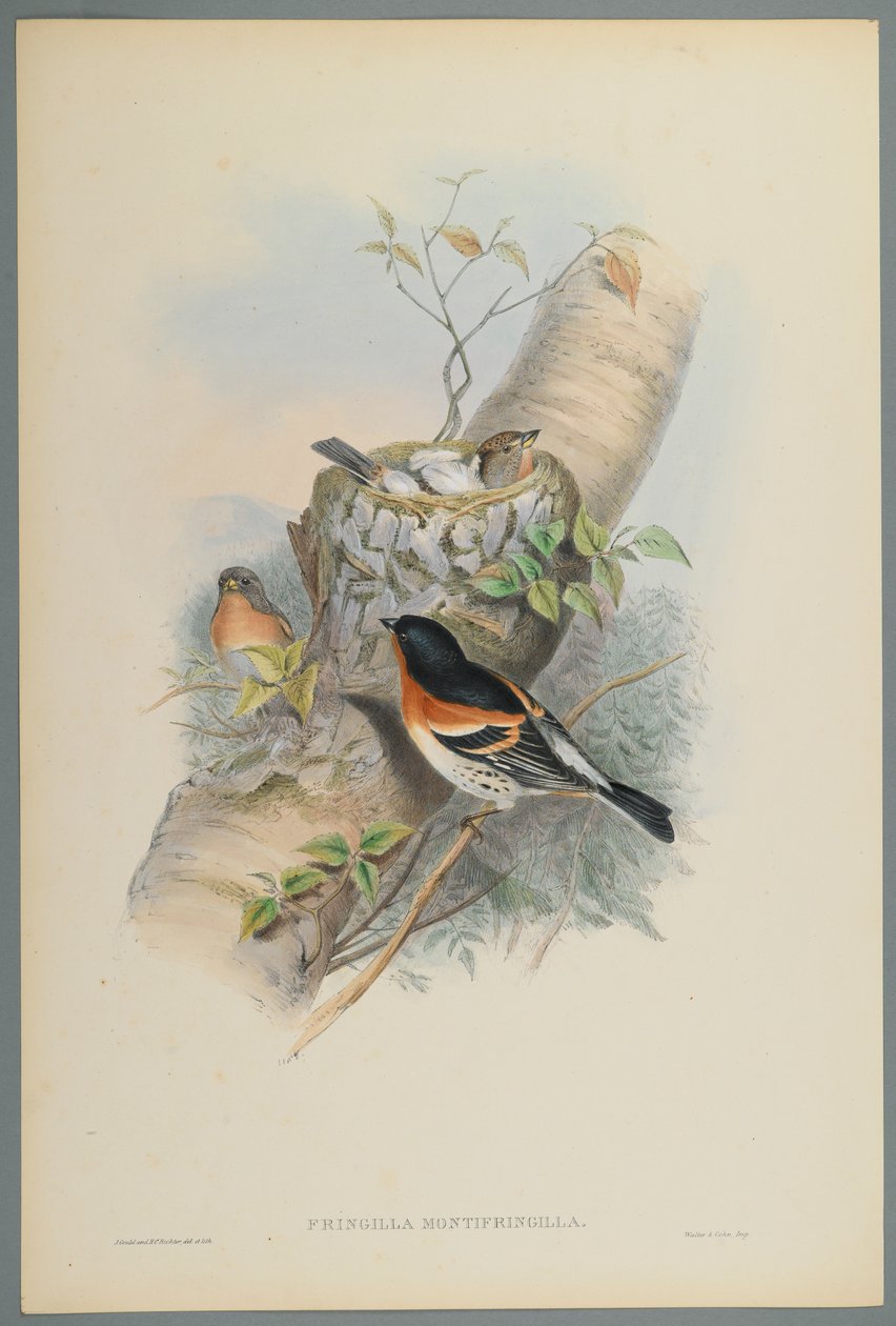 Fringilla Montifringilla - Bramblefinsh (színes litho szőtt papíron) alkotó: John Gould