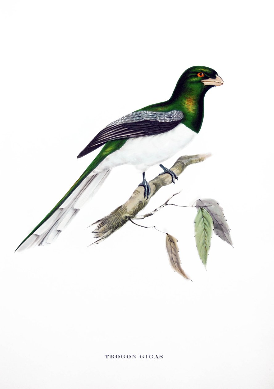 Óriás Trogon, madár Indiából, metszet John Gould (1804-1881) "Trópusi madarak" című könyvéből alkotó: John Gould