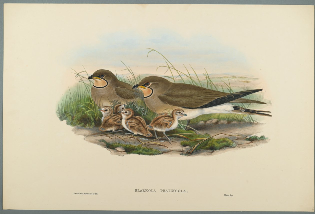 Glareola Pratincola - Közönséges Pratincole (színes litho szőtt papíron) alkotó: John Gould