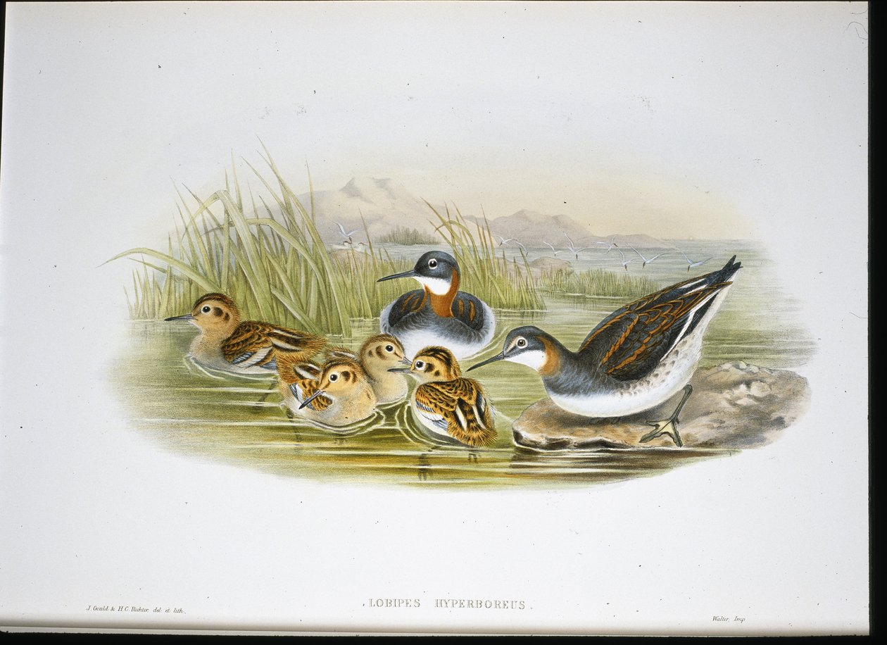 Fényes Ibis (Falcinellus Igneus) (kézzel színezett litho) alkotó: John Gould