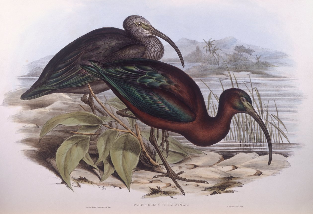 Fényes íbisz (Plegadis falcinellus), John Gould metszete alkotó: John Gould