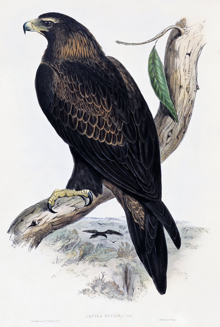 Arany sas (Aquila chrysaetos), litográfiája az Ausztrália és Nagy-Britannia madarairól, John Gould (1804-1881), Egyesült Királyság alkotó: John Gould