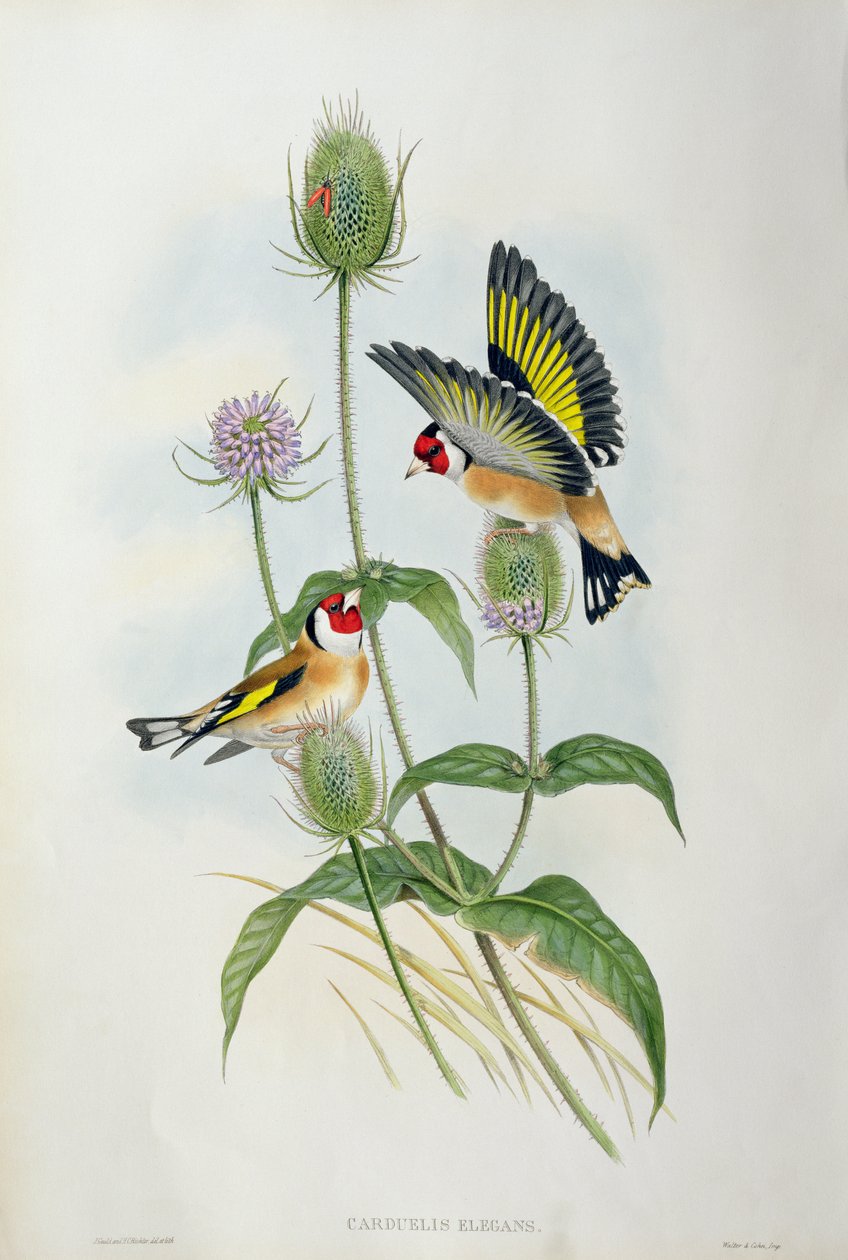 Aranypinty (Carduelis Elegans) (kézi színes litográfia) alkotó: John Gould