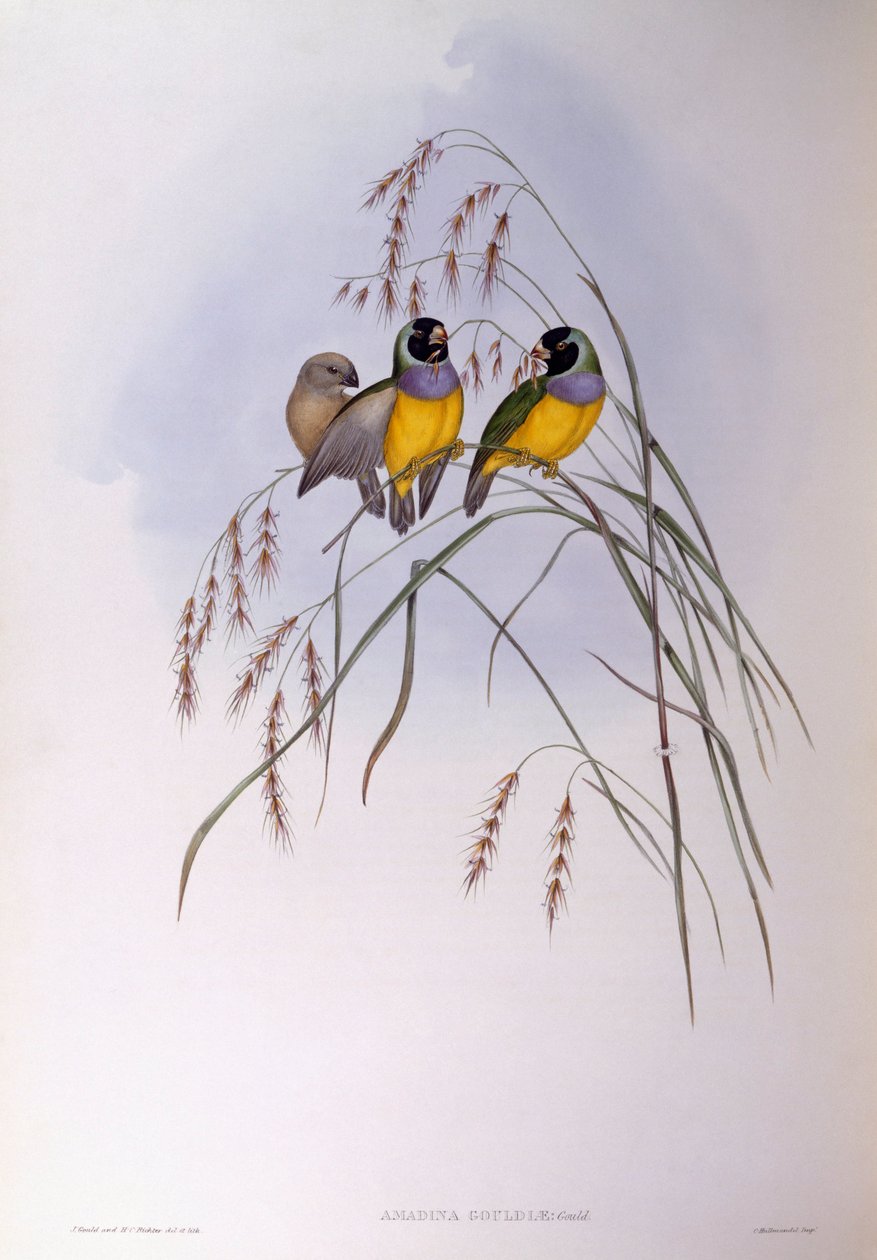 Gouldi pinty (Chloebia vagy Erythrura gouldiae), John Gould metszet alkotó: John Gould