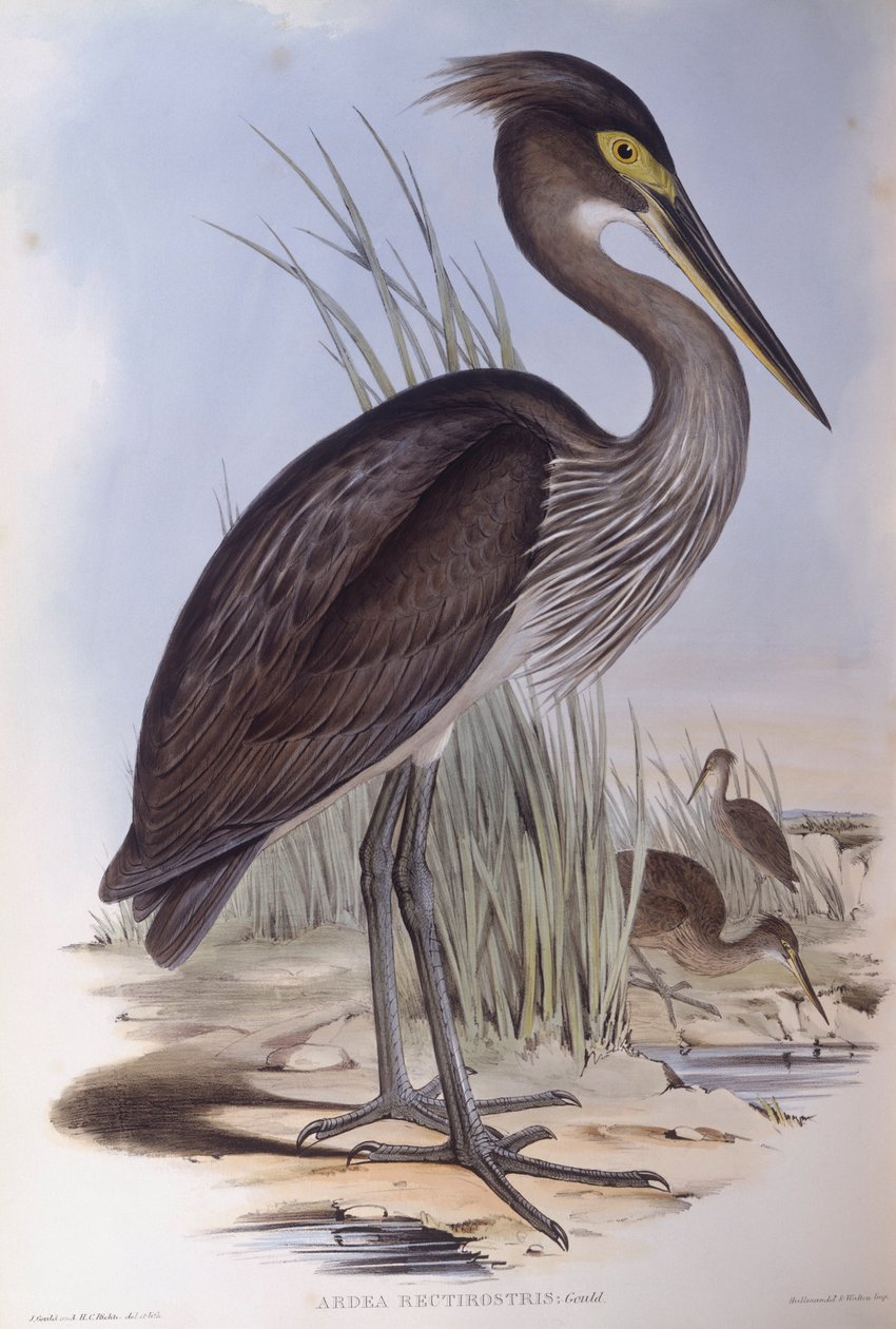 Nagycsőrű gém (Ardea sumatrana), John Gould metszete alkotó: John Gould