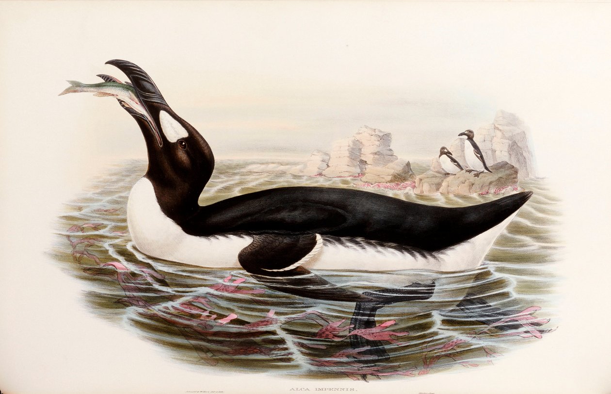 Great Auk, a "The Birds of Great Britain"-ből, 1862-73 Londonban alkotó: John Gould