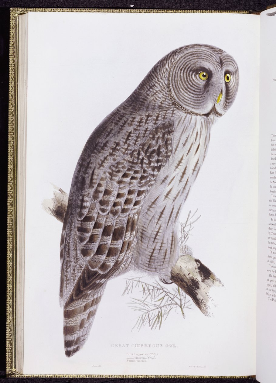 Great Cinereous Owl, a "The Birds of Great Britain", megjelent London, 1862-73 alkotó: John Gould