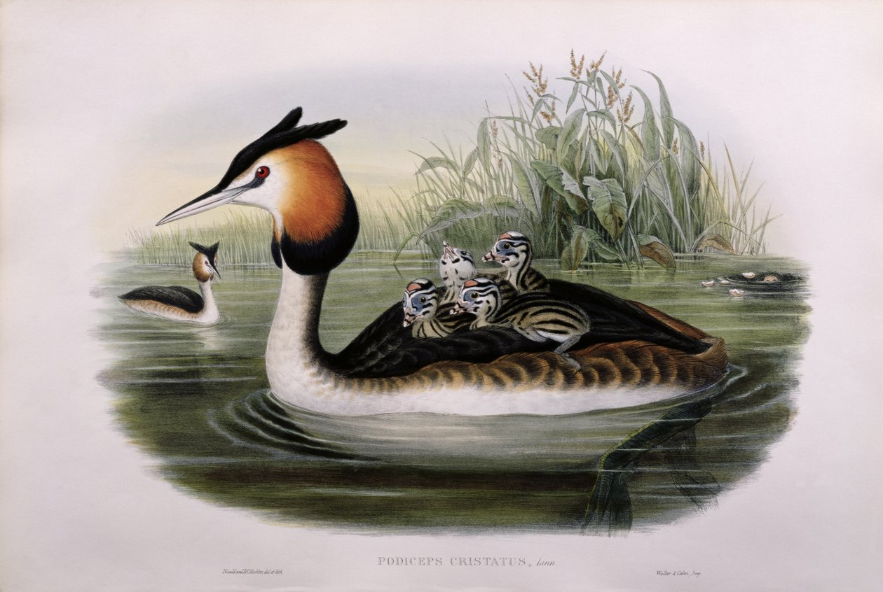 Tarajos vöcsök (Podiceps Cristatus) (kézzel színezett litho) alkotó: John Gould