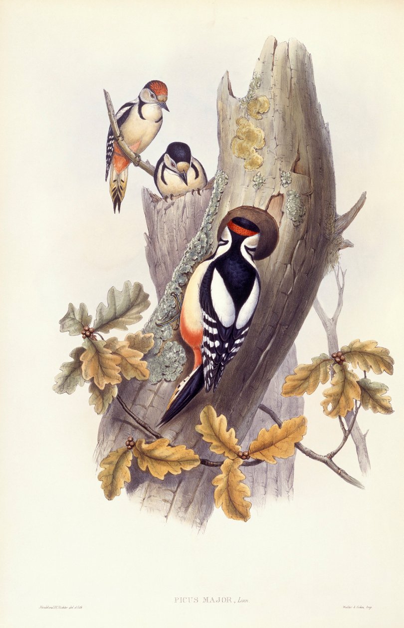 Óriás harkály (Dendrocopos major), John Gould metszete alkotó: John Gould