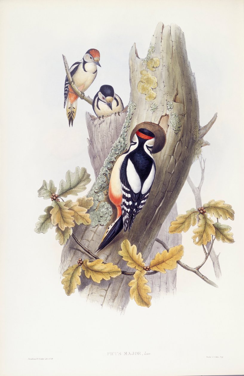 Óriás harkály (Dendrocopos major), John Gould metszete alkotó: John Gould