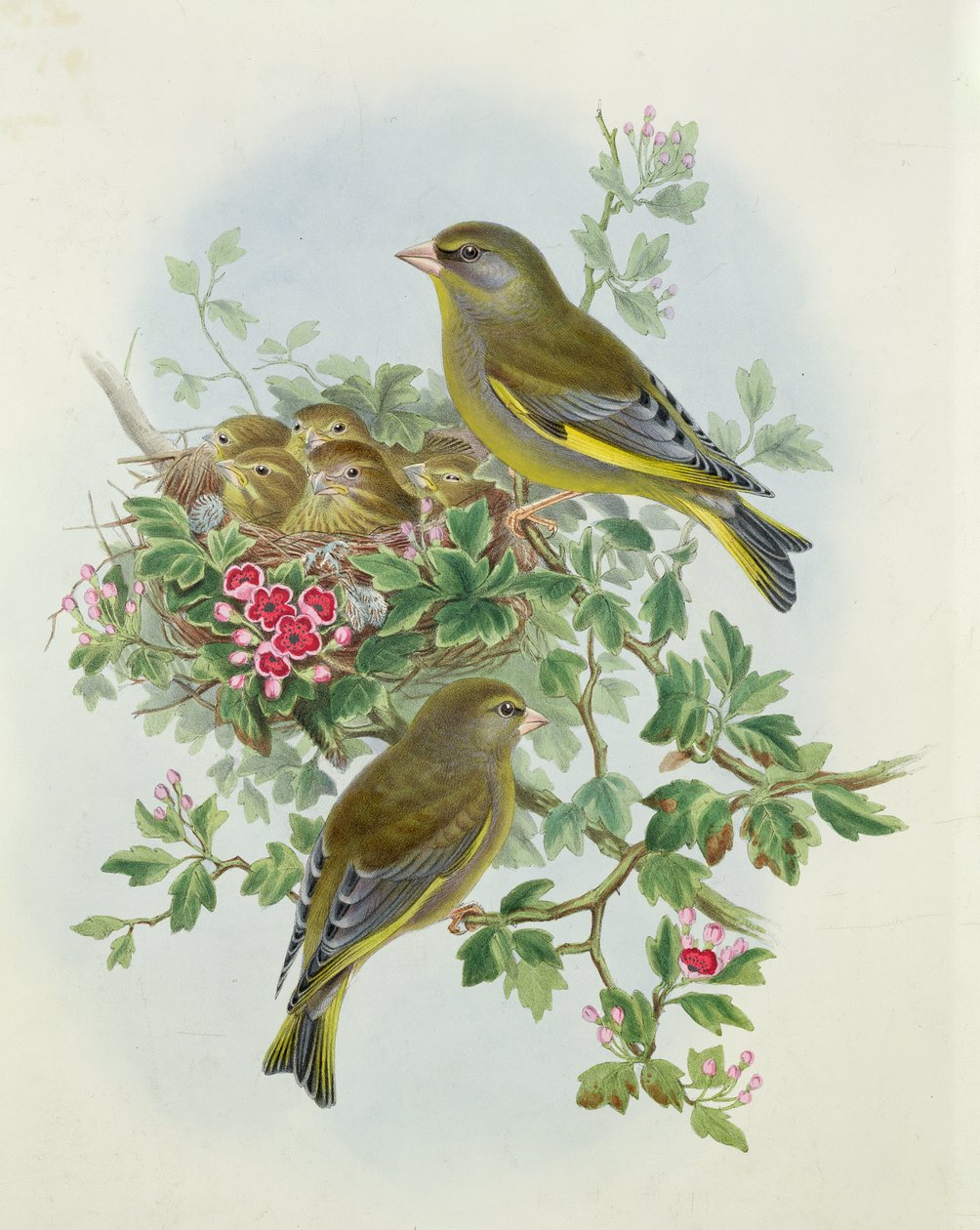 Zöldpinty, 1873 (wc, ceruza papíron) alkotó: John Gould