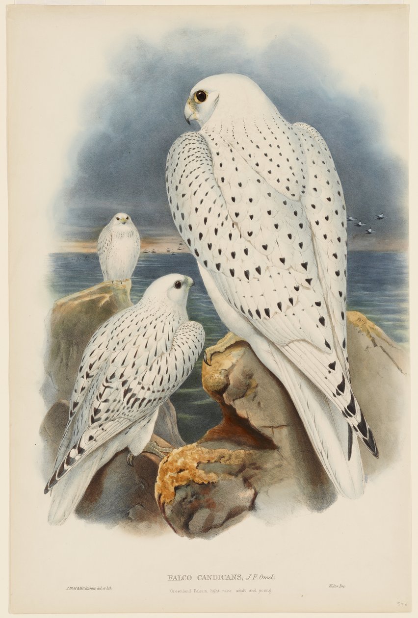 Grönlandi sólyom alkotó: John Gould