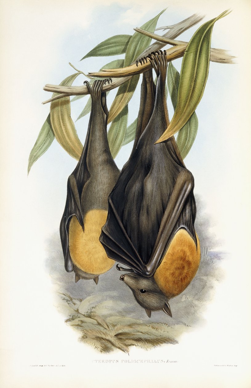 Szürkefejű repülő róka alkotó: John Gould