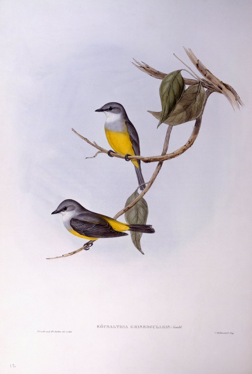 Szürkemellű vörösbegy (Eopsaltria griseogularis), John Gould metszet alkotó: John Gould