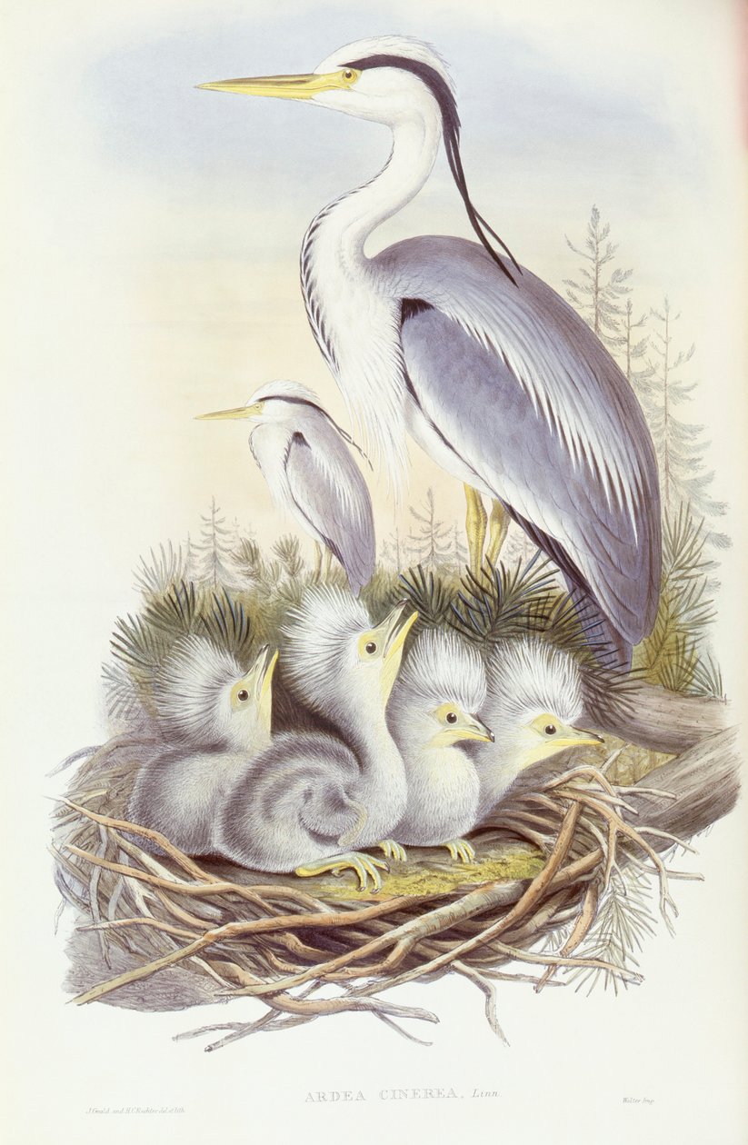 Szürke gém (Ardea cinerea), John Gould metszete alkotó: John Gould