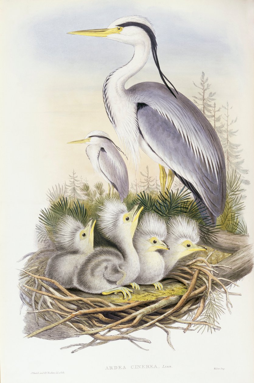 Szürke gém (Ardea cinerea), John Gould metszete alkotó: John Gould