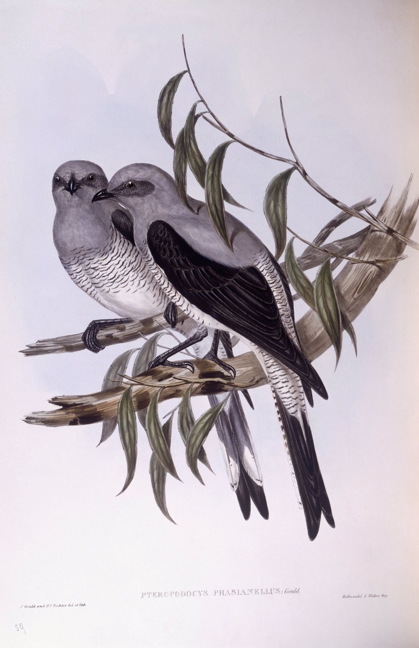 Őrölt kakukkfű (Coracina maxima), John Gould metszete alkotó: John Gould