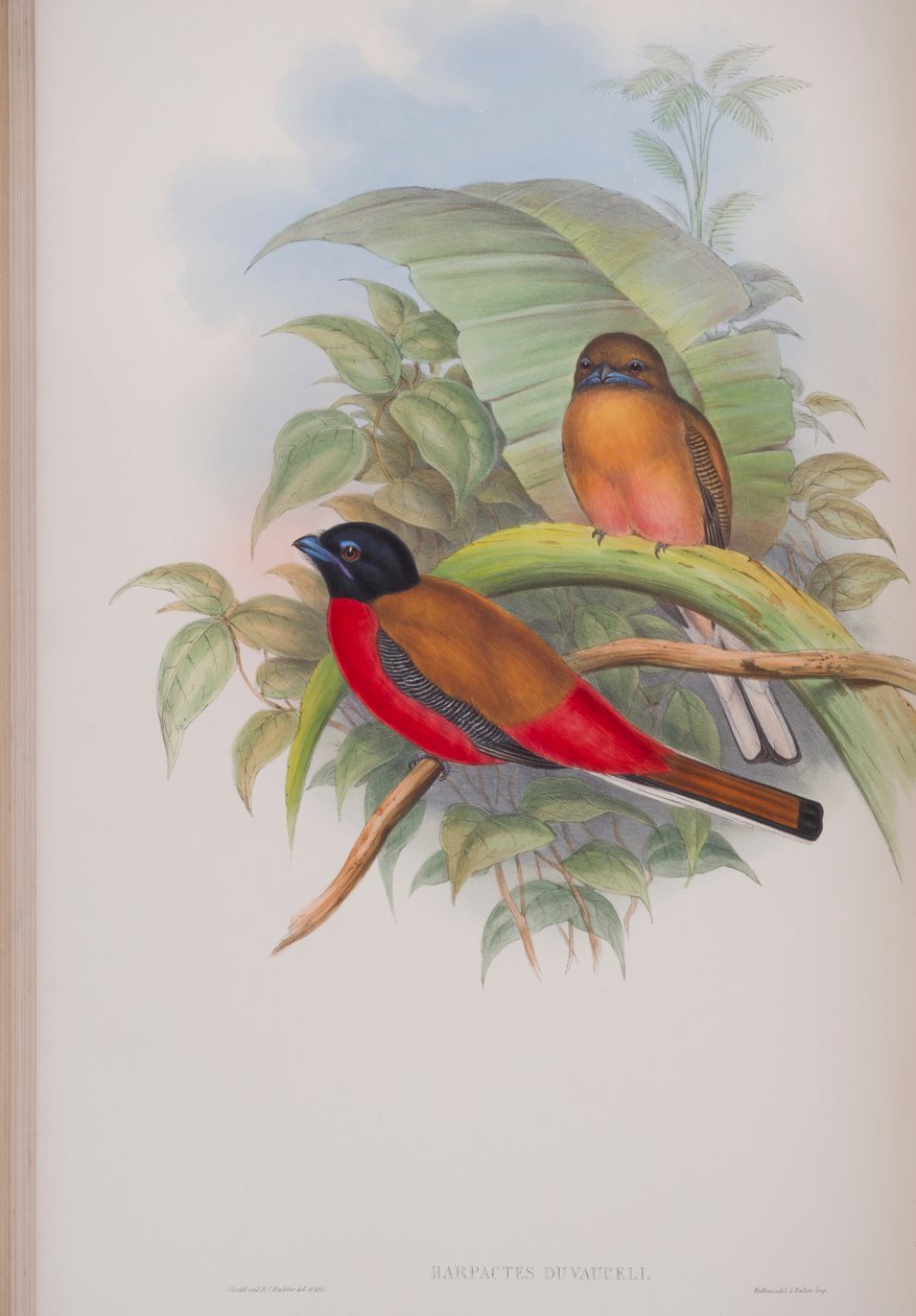 Harpactes Duvauceli, tábla a John Gould által 1862-73-ban kiadott The Birds of Great Britain (kézi színes litográfia) című kötetből. alkotó: John Gould