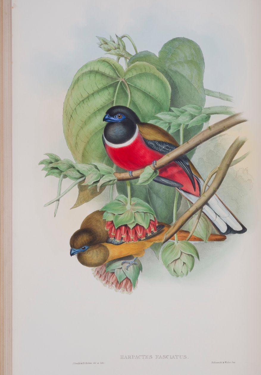 Harpactes Fasciatus, tábla a John Gould által 1862-73-ban kiadott The Birds of Great Britain (kézi színes litográfia) című kötetből. alkotó: John Gould