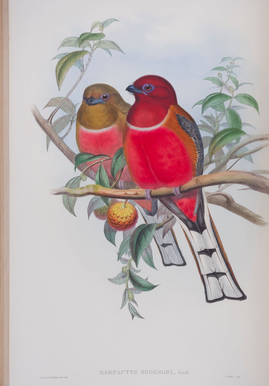 Harpactes Hodgsoni, tábla a John Gould által 1862-73-ban kiadott The Birds of Great Britain (kézi színes litográfia) című kötetből. alkotó: John Gould